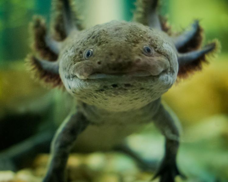 axolotl jelly cat